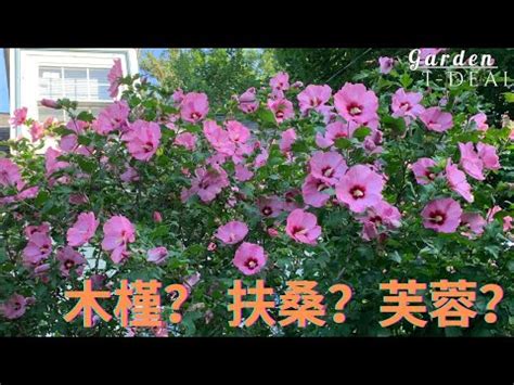 芙蓉樹風水|【芙蓉與風水】家裡養芙蓉花在風水學上有什麼講究嗎 